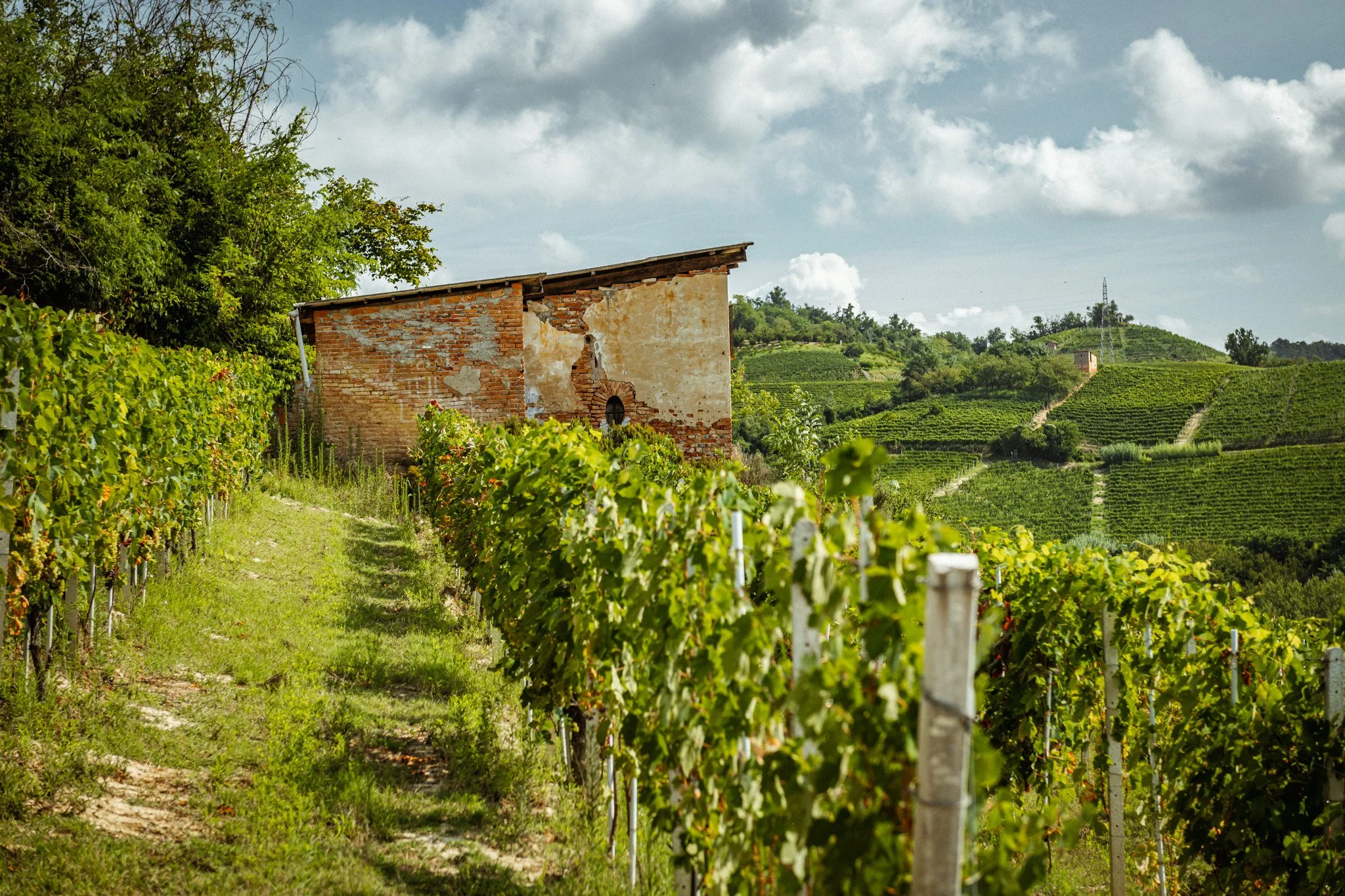 【Soho】Ornellaia Bourgogne Arbois 3本 Giovanni Almondo — OLIVER McCRUM WINES & SPIRITS